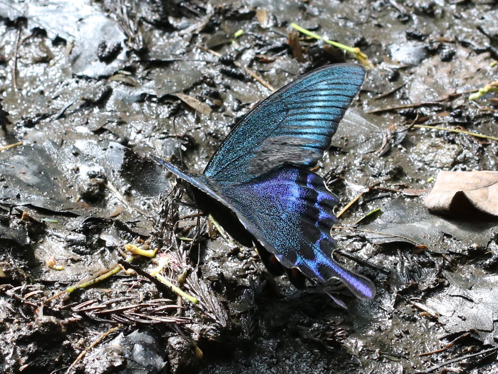 水を吸うカラスアゲハ2